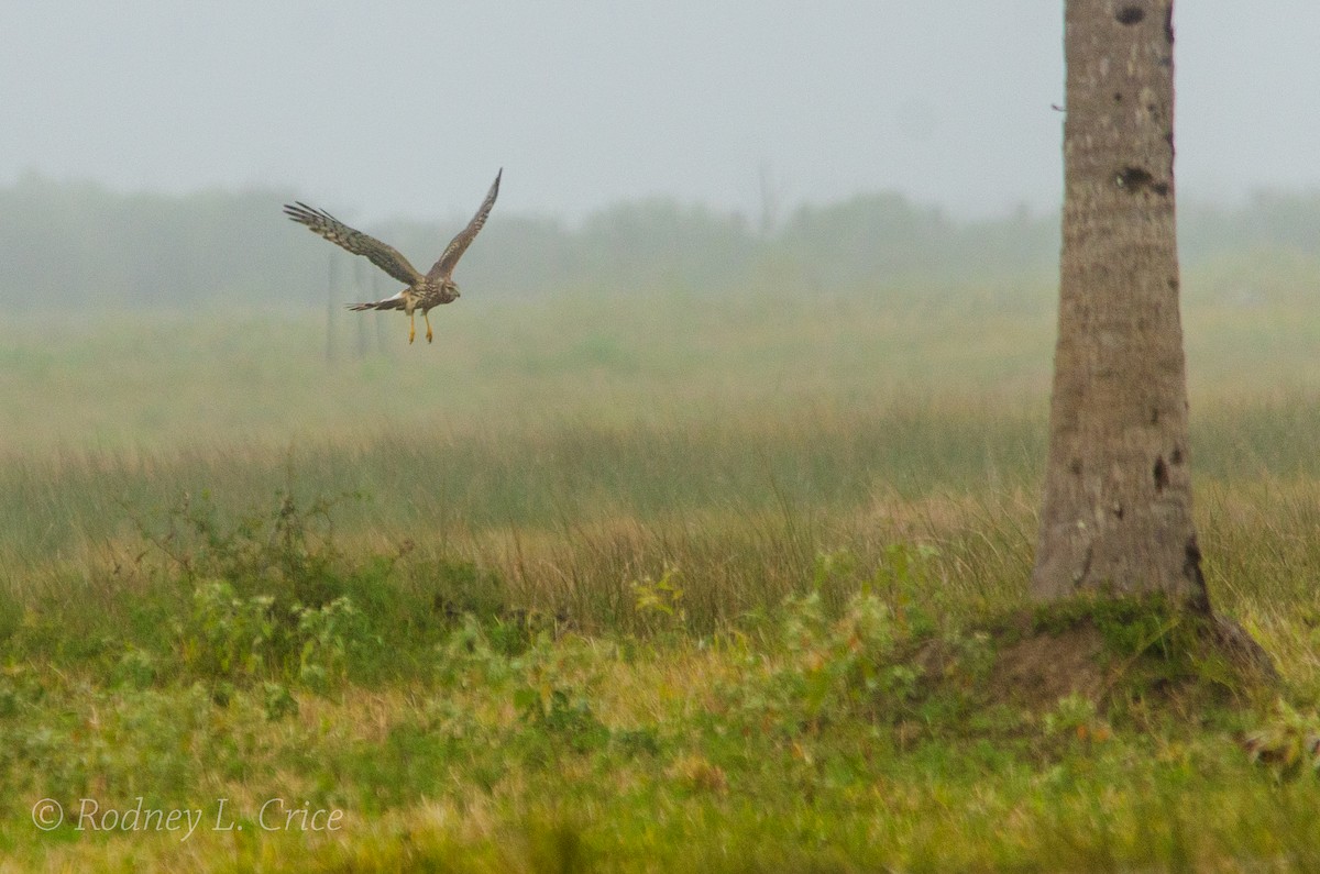 Northern Harrier - ML509899651