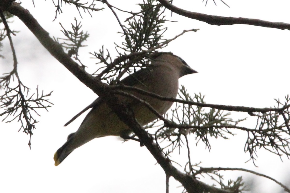 Cedar Waxwing - Ty Smith