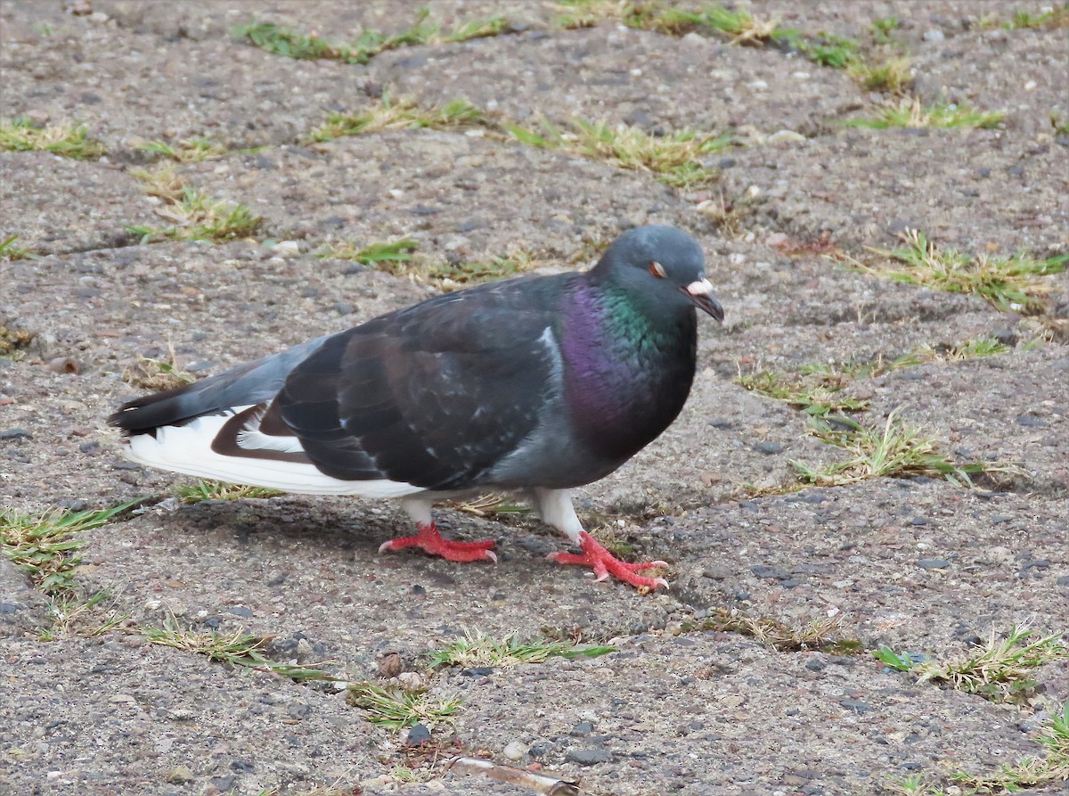 Rock Pigeon (Feral Pigeon) - ML509899811