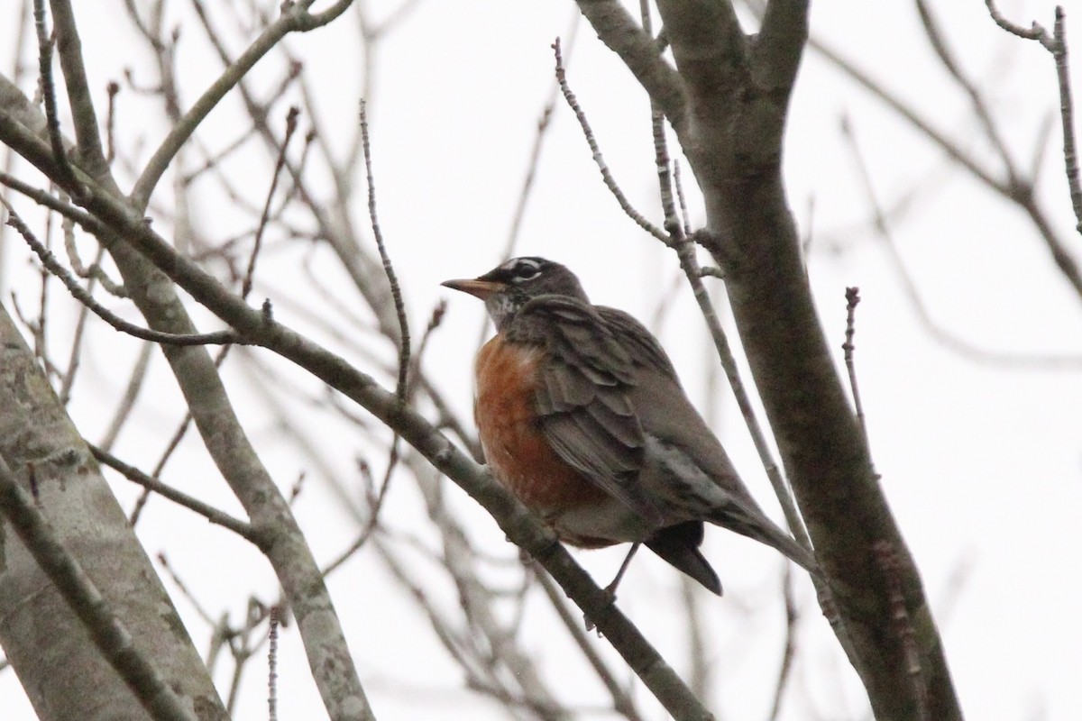 American Robin - Ty Smith