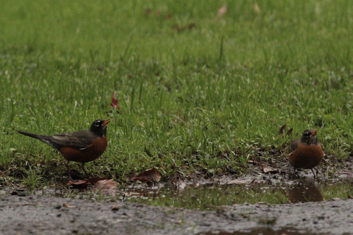 American Robin - ML509899841