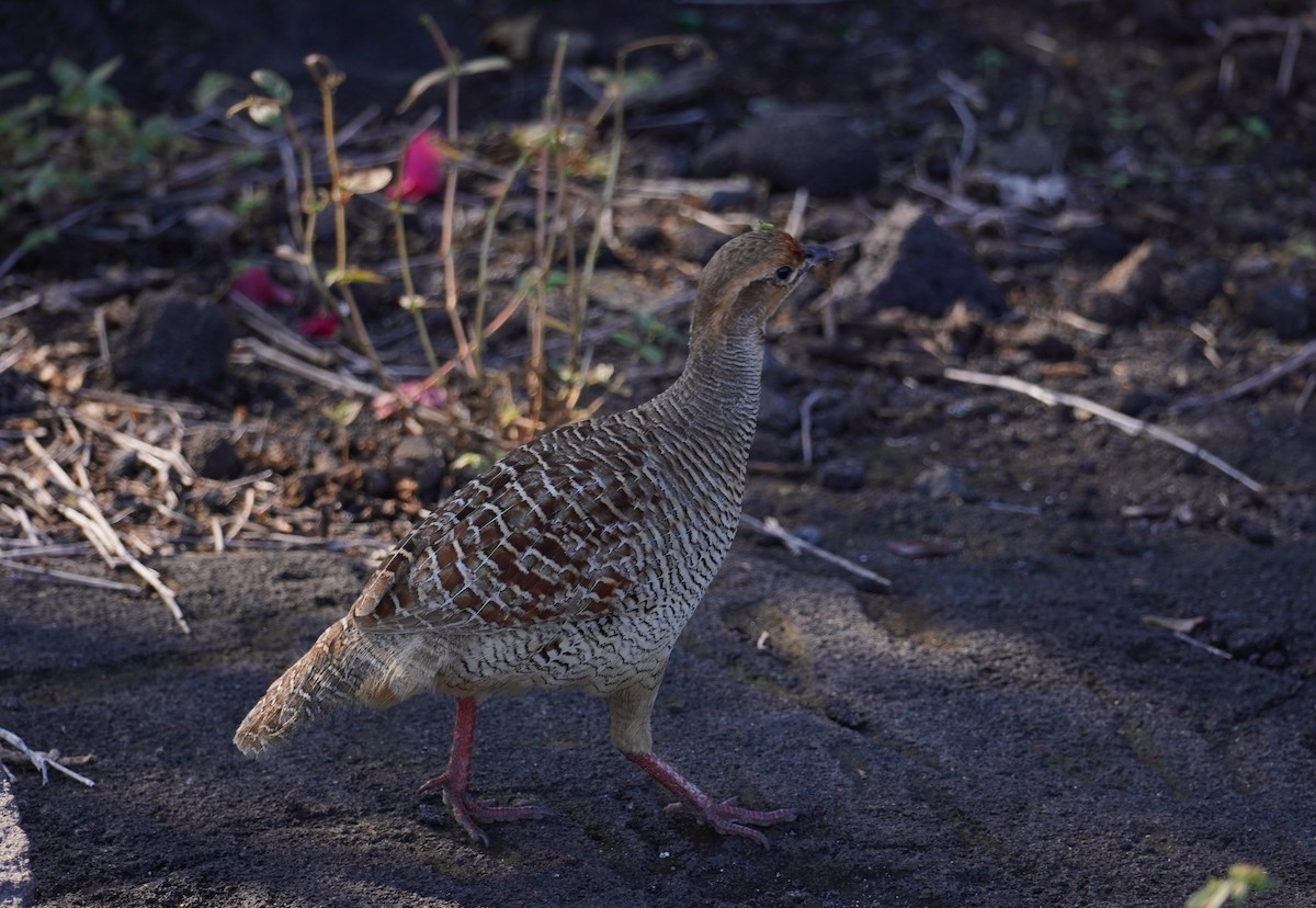 Gray Francolin - Bill Hunt