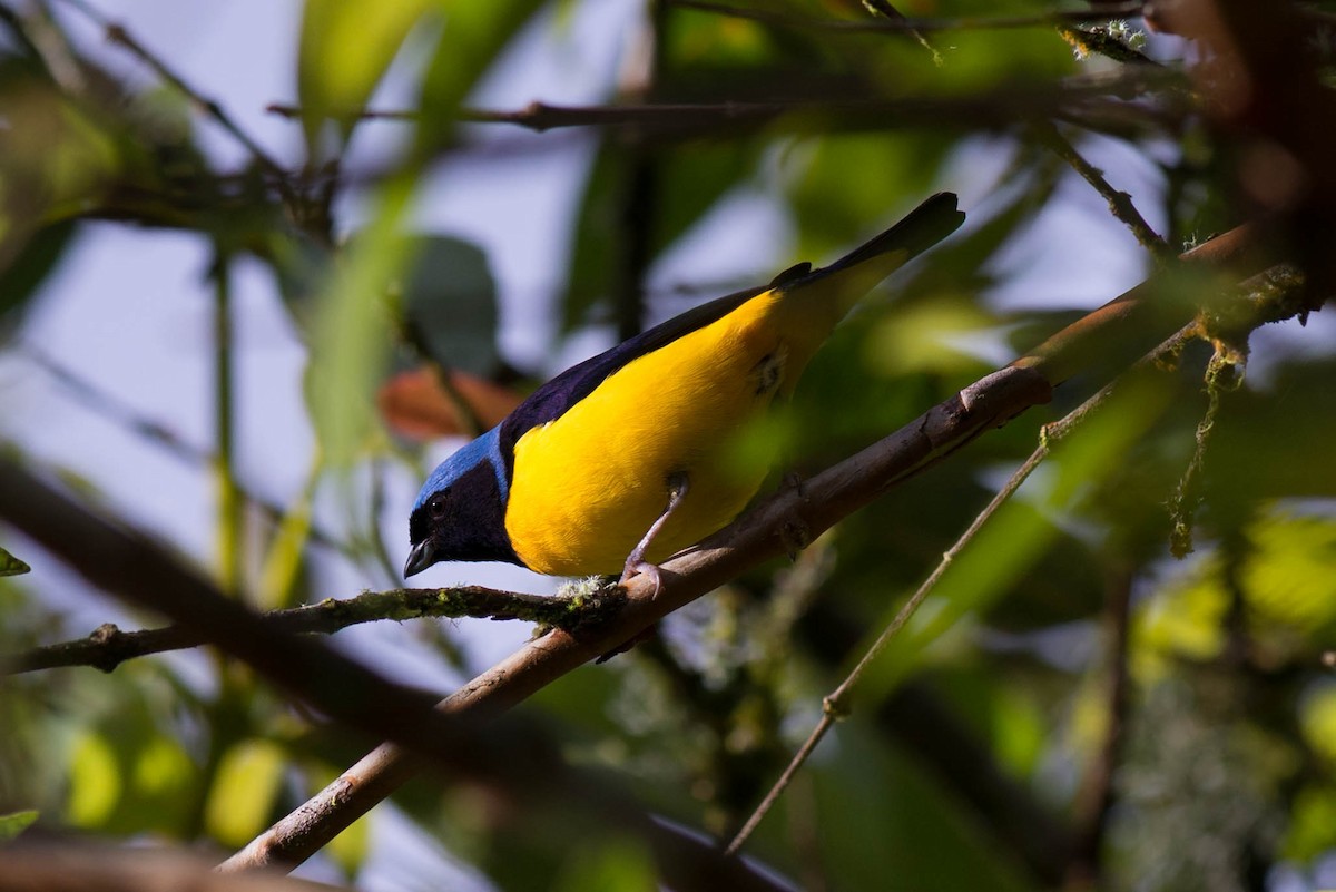 Golden-rumped Euphonia - ML50989991