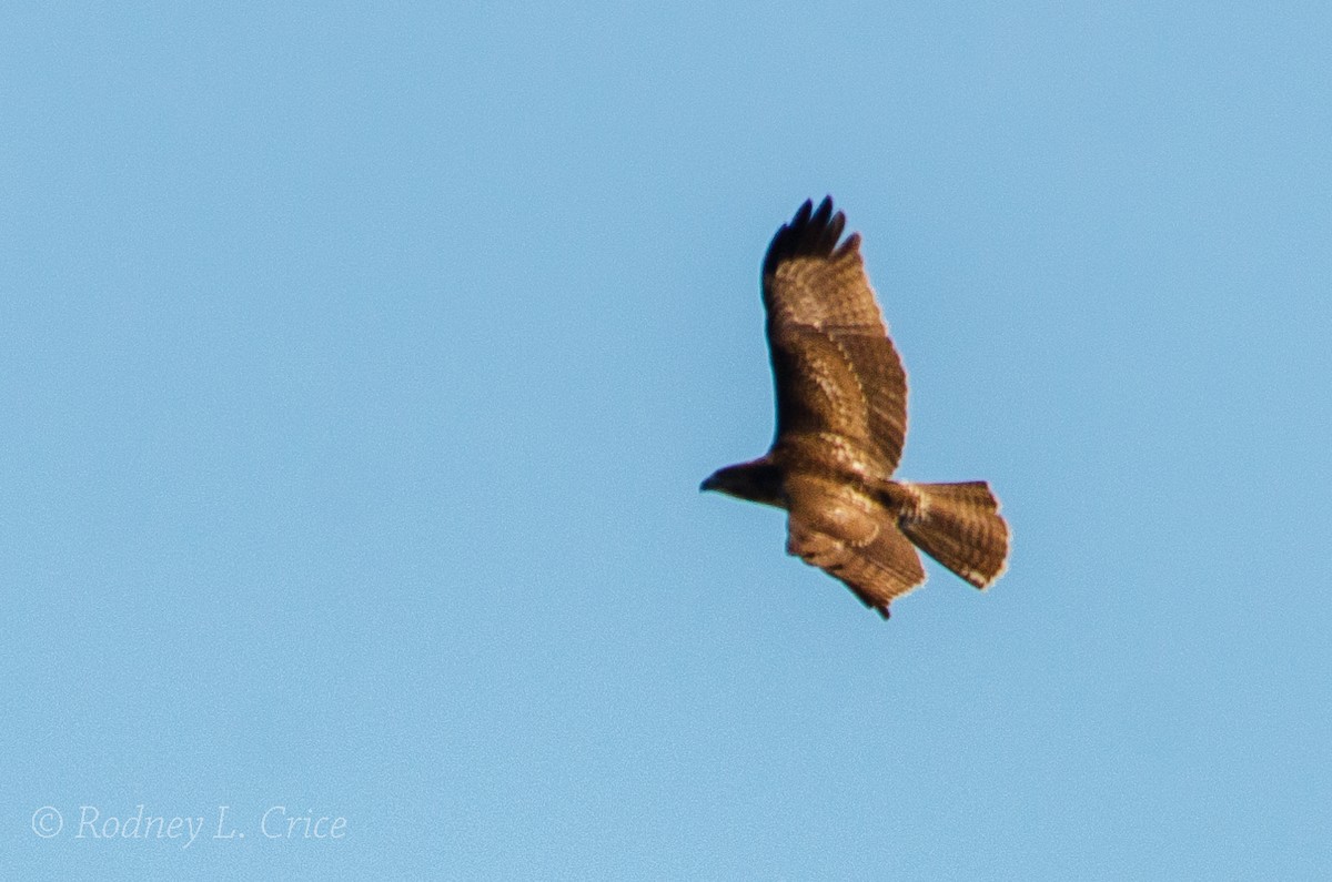 Red-tailed Hawk - ML509900041