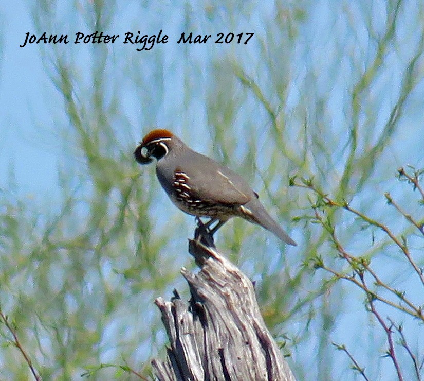 Gambel's Quail - ML50990031