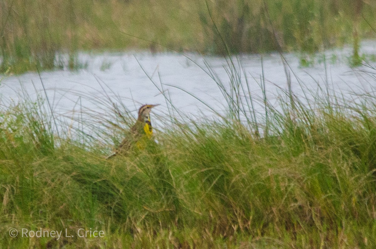 Eastern Meadowlark - ML509900381