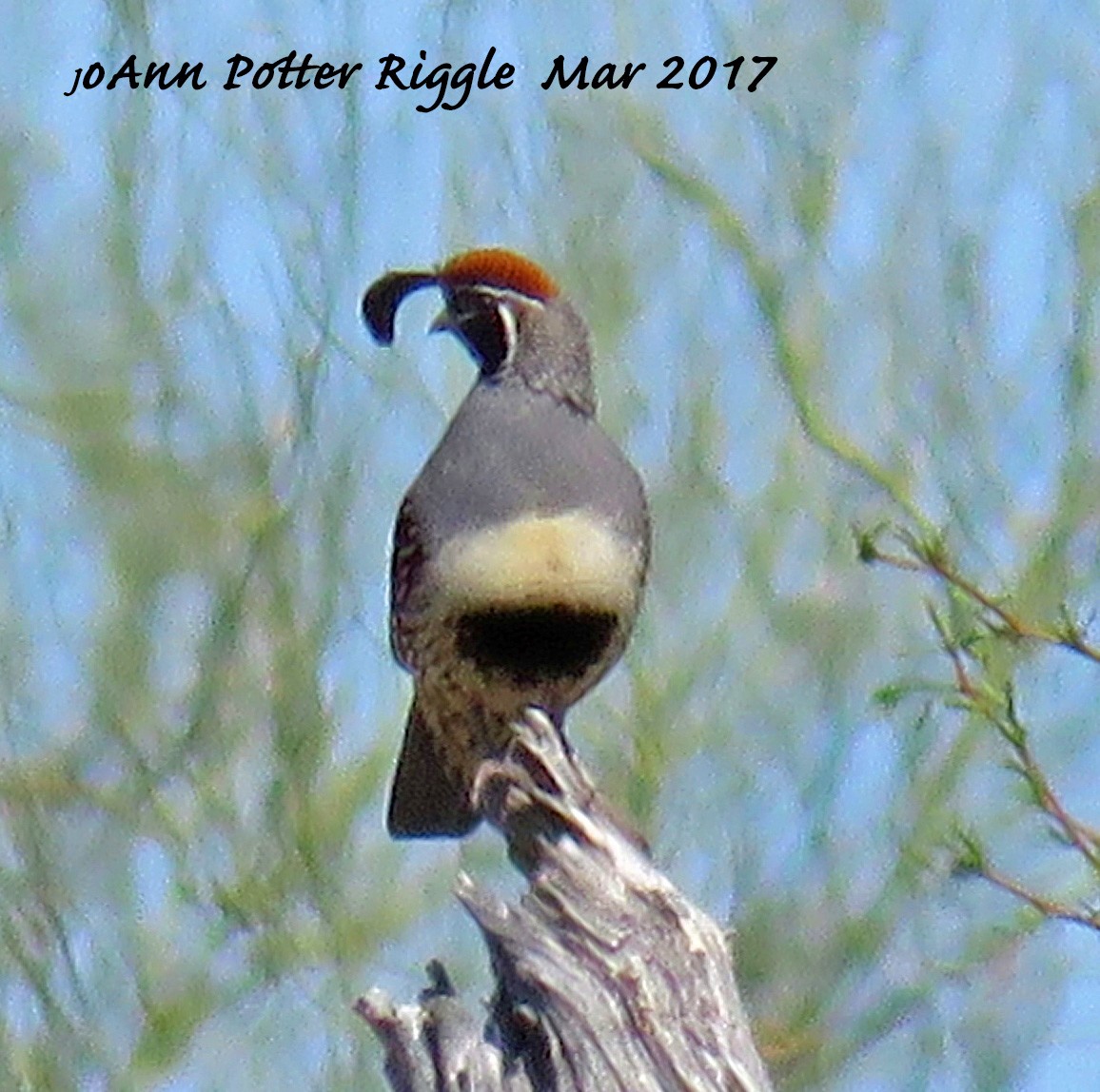 Gambel's Quail - ML50990051