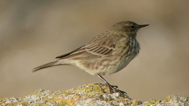 Rock Pipit - ML509901921