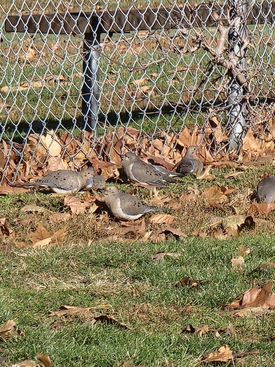 Mourning Dove - ML509902121