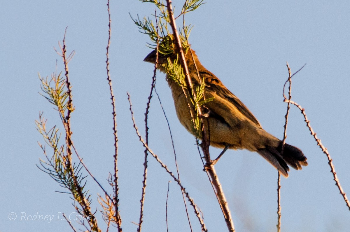 Blue Grosbeak - ML509902181