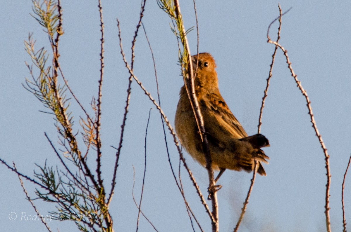 Blue Grosbeak - ML509902191