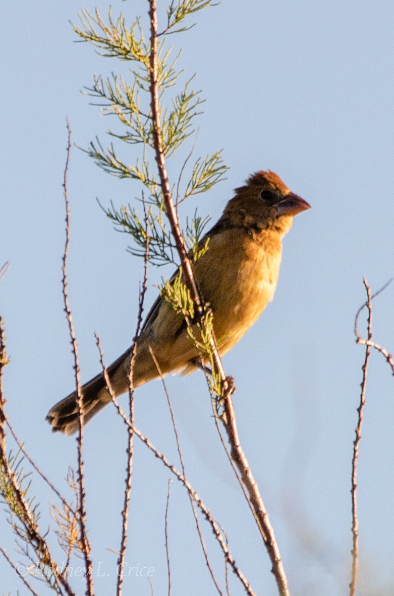 Blue Grosbeak - ML509902201