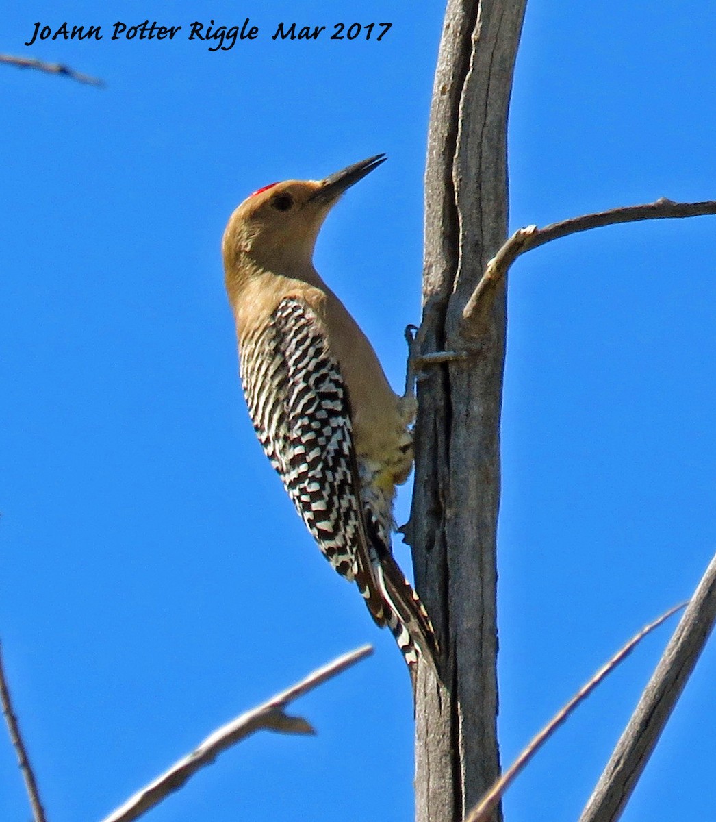 Gila Woodpecker - ML50990241