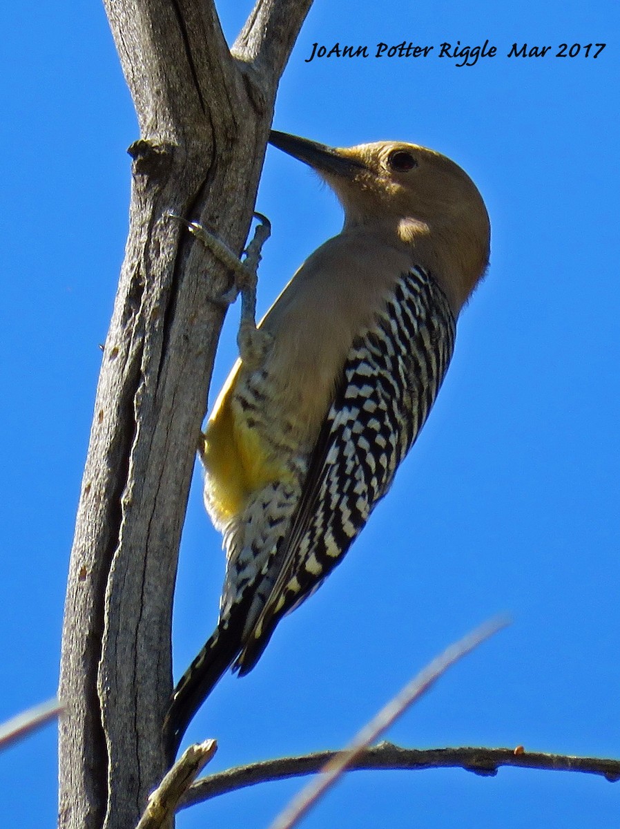 Gila Woodpecker - ML50990271