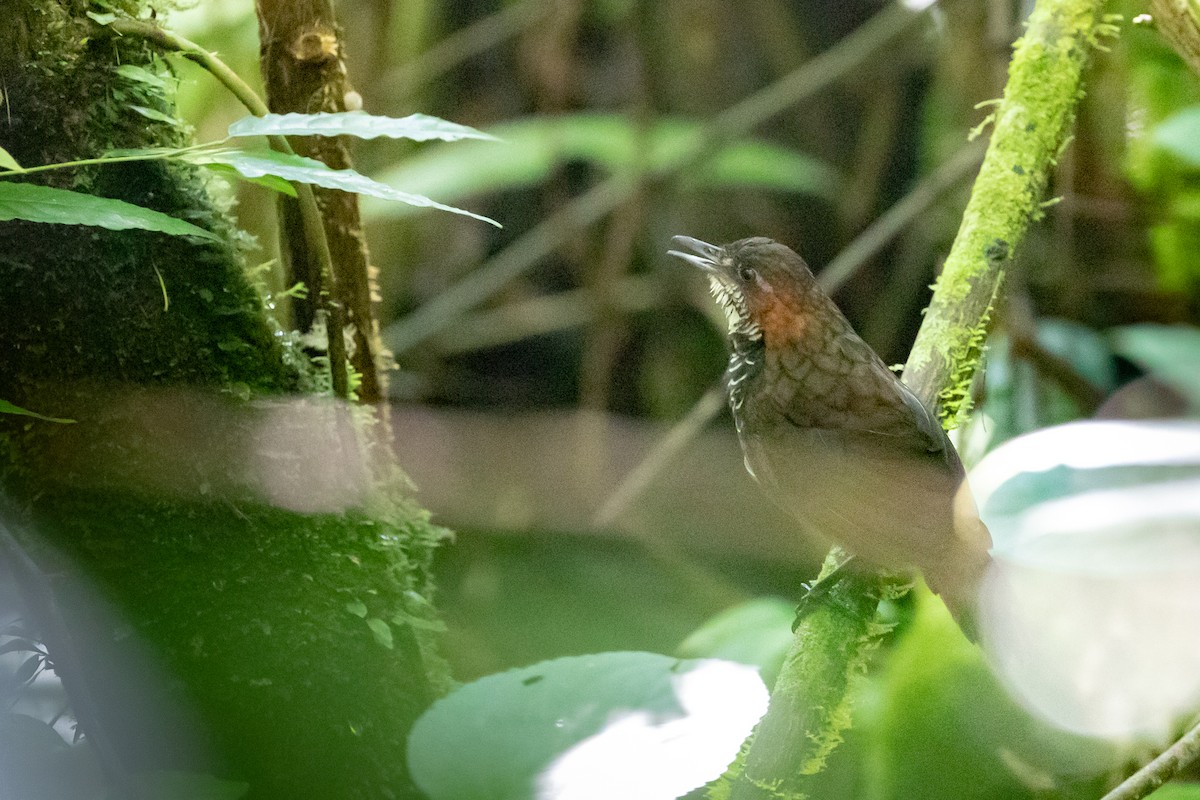 Marbled Wren-Babbler - ML509902731