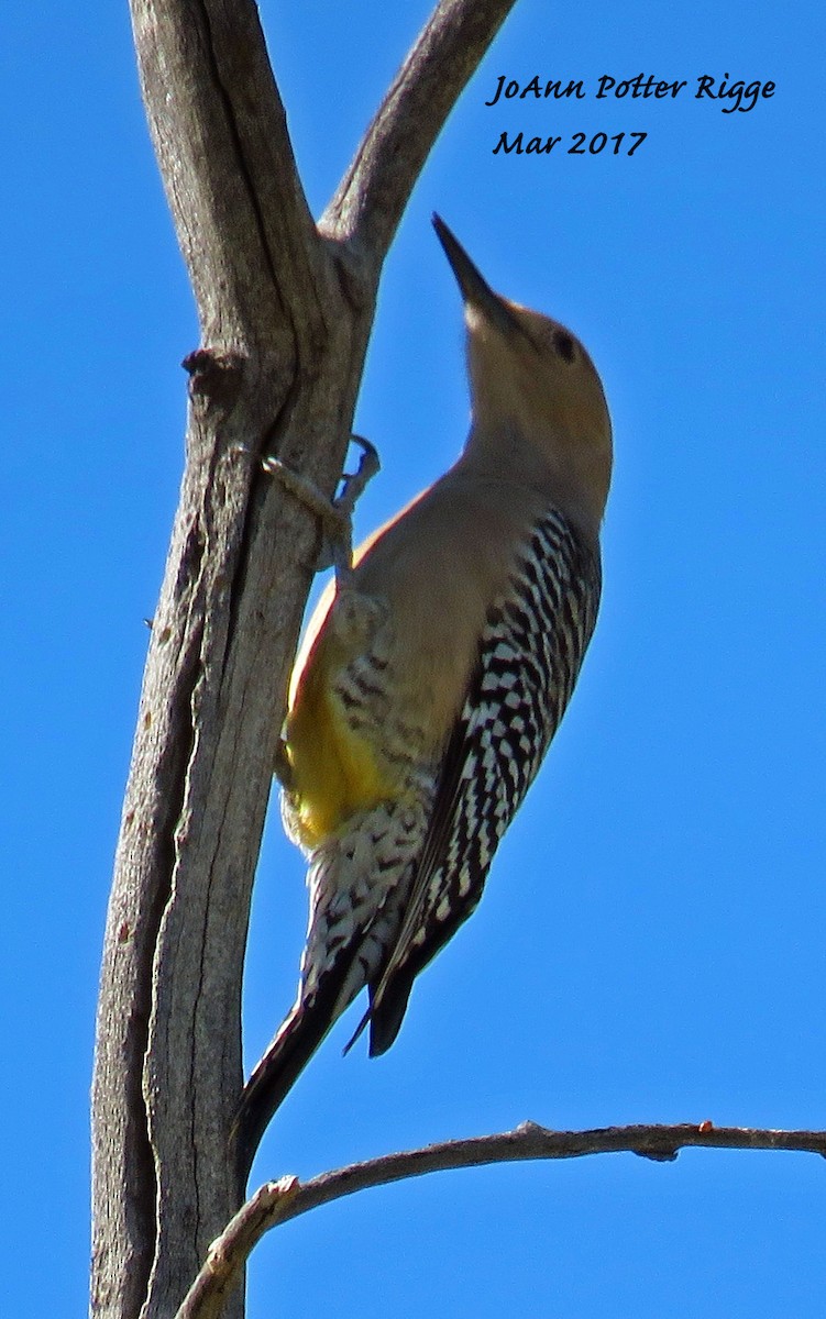 Gila Woodpecker - ML50990311