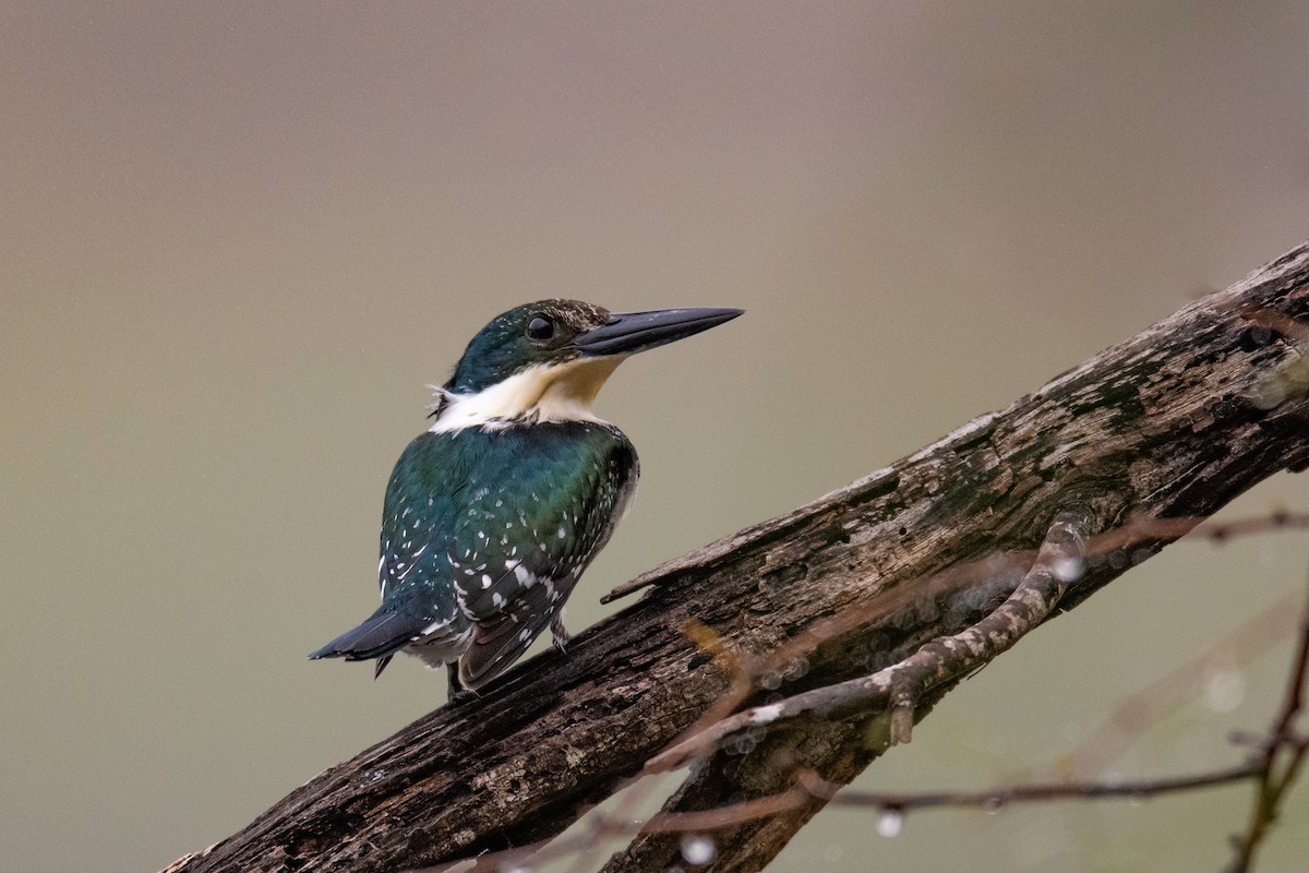 Green Kingfisher - Michael Sandoz