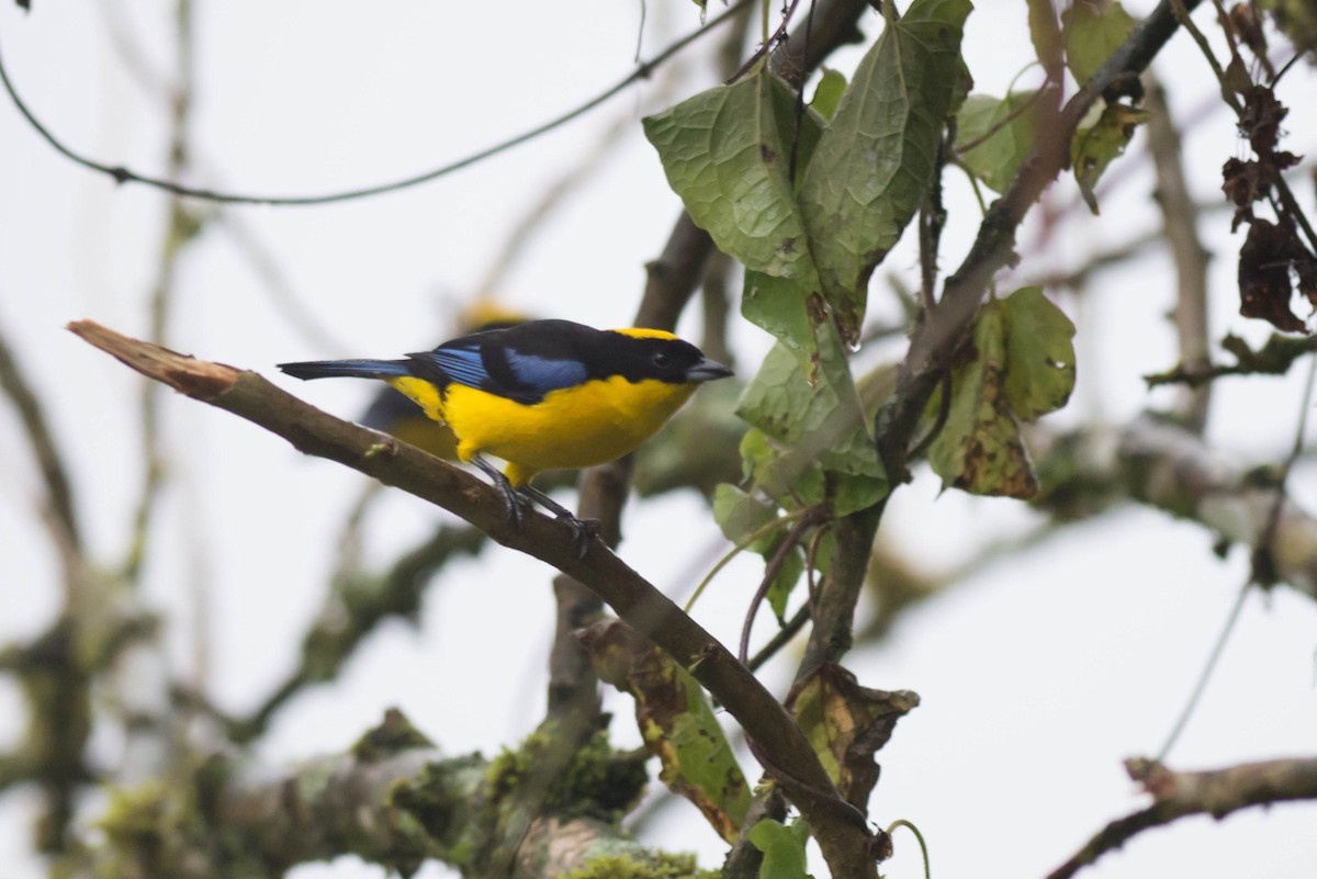 Blue-winged Mountain Tanager - Tim Liguori