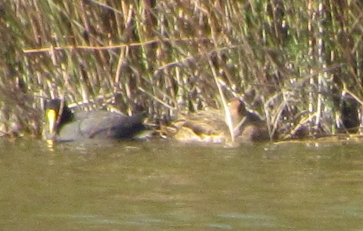 Foulque leucoptère - ML509904821