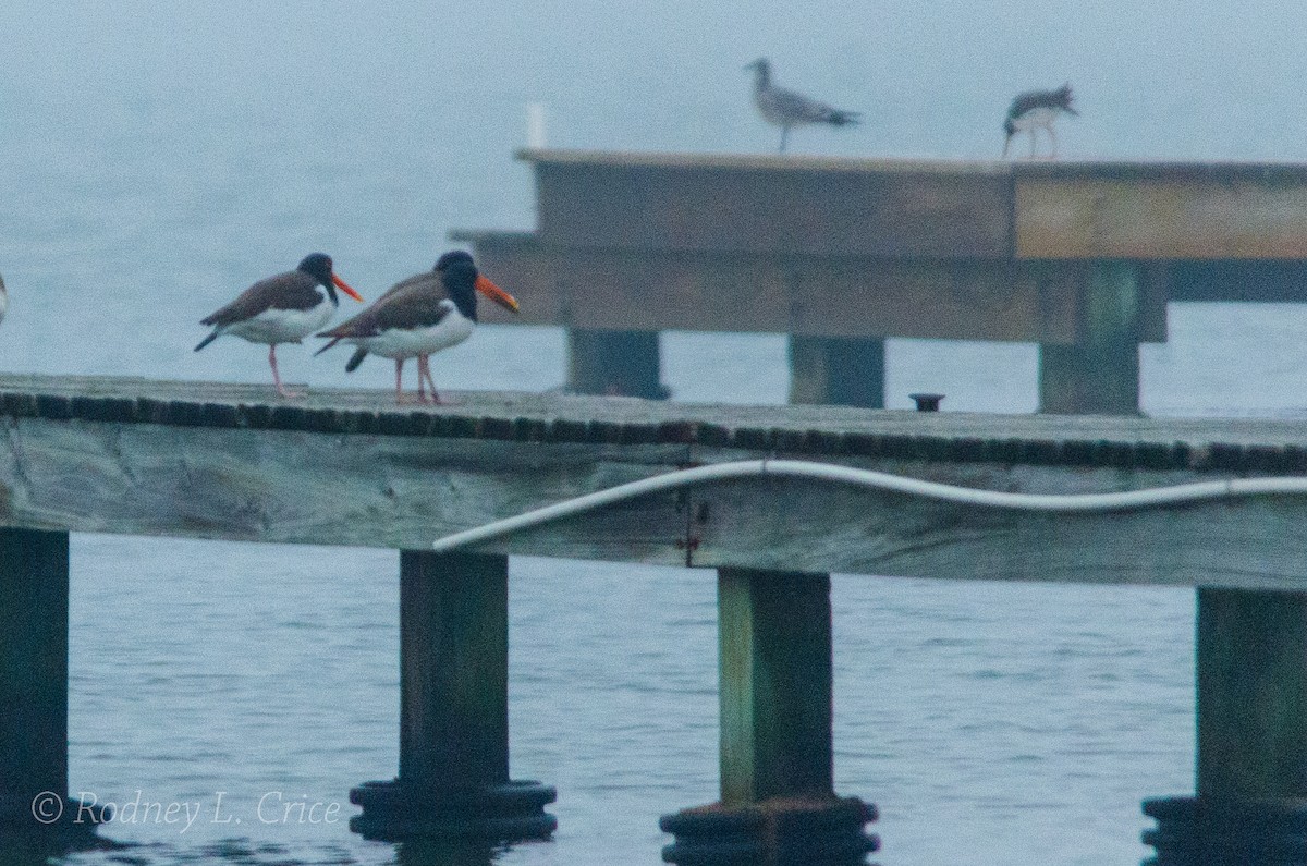 American Oystercatcher - ML509906181