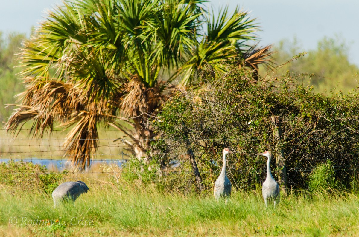 Sandhill Crane - ML509906321