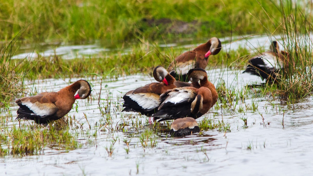 Black-bellied Whistling-Duck - Rodney Crice