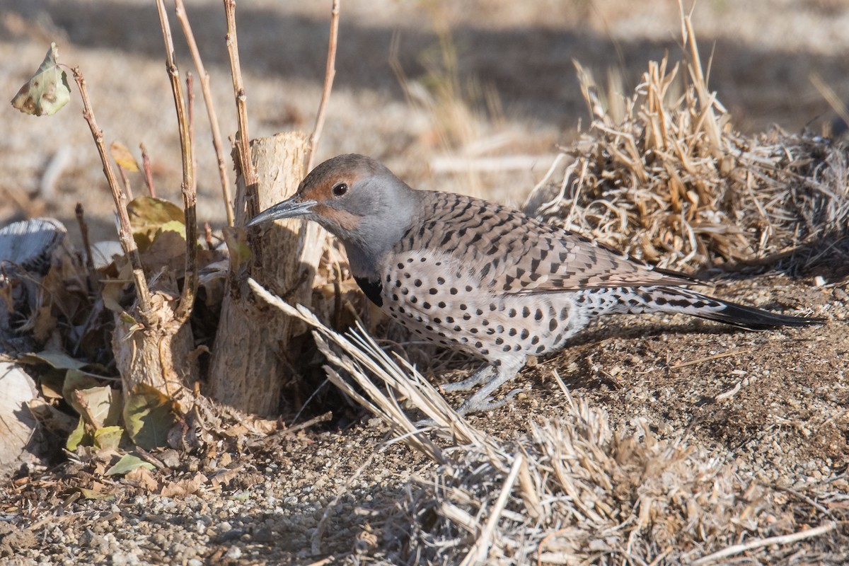 Northern Flicker (Red-shafted) - ML509907501