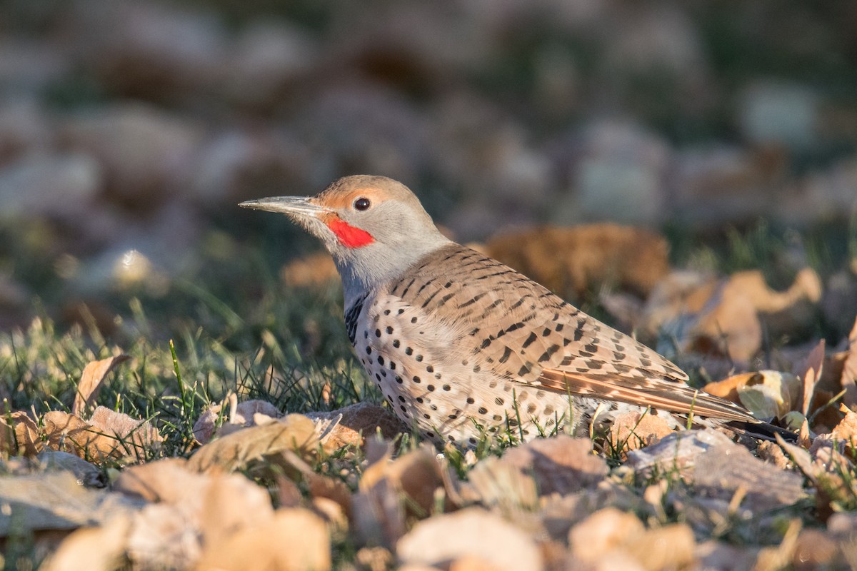 Northern Flicker (Red-shafted) - ML509907511