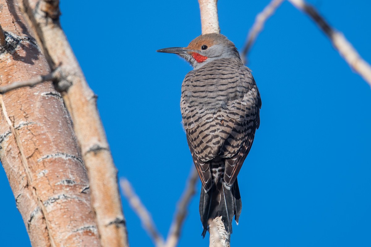 Northern Flicker (Red-shafted) - ML509907521