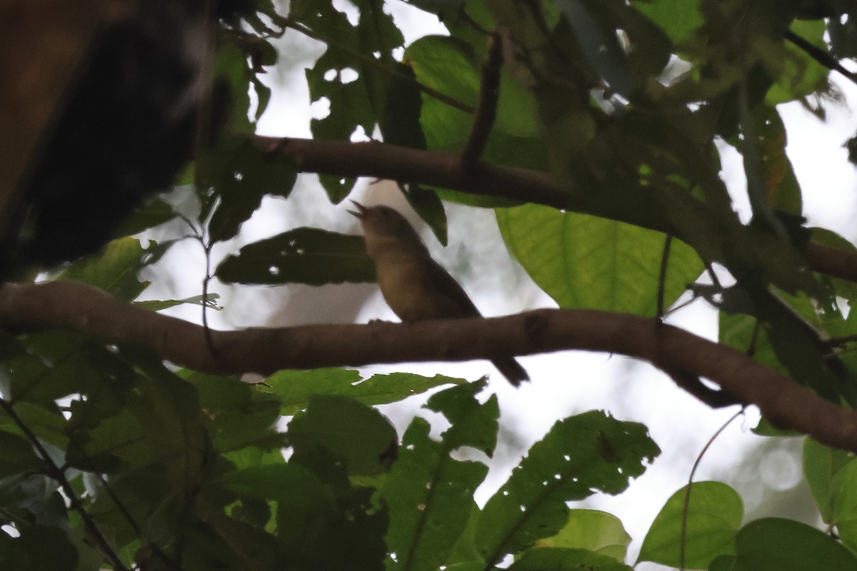 Brown-cheeked Fulvetta - ML509908271