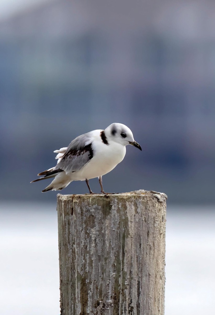 Black-legged Kittiwake - ML509908601
