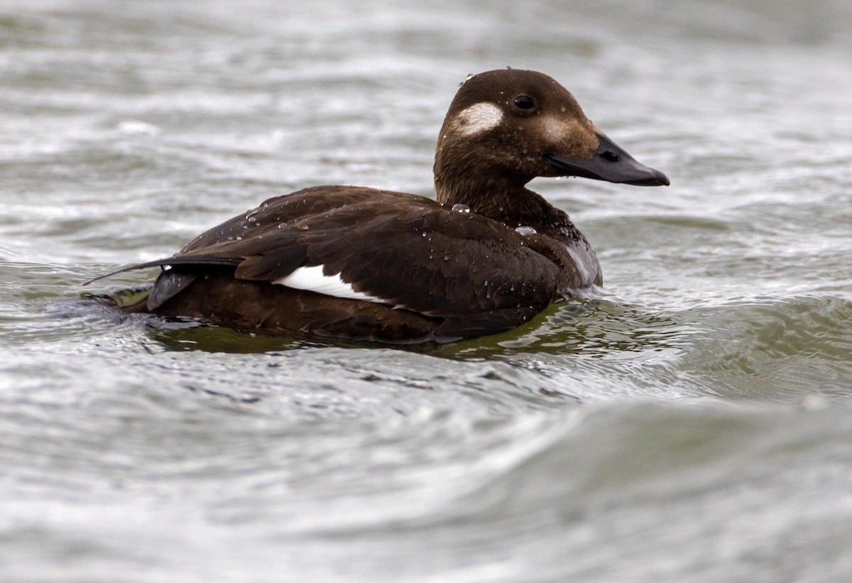 White-winged Scoter - ML509909231