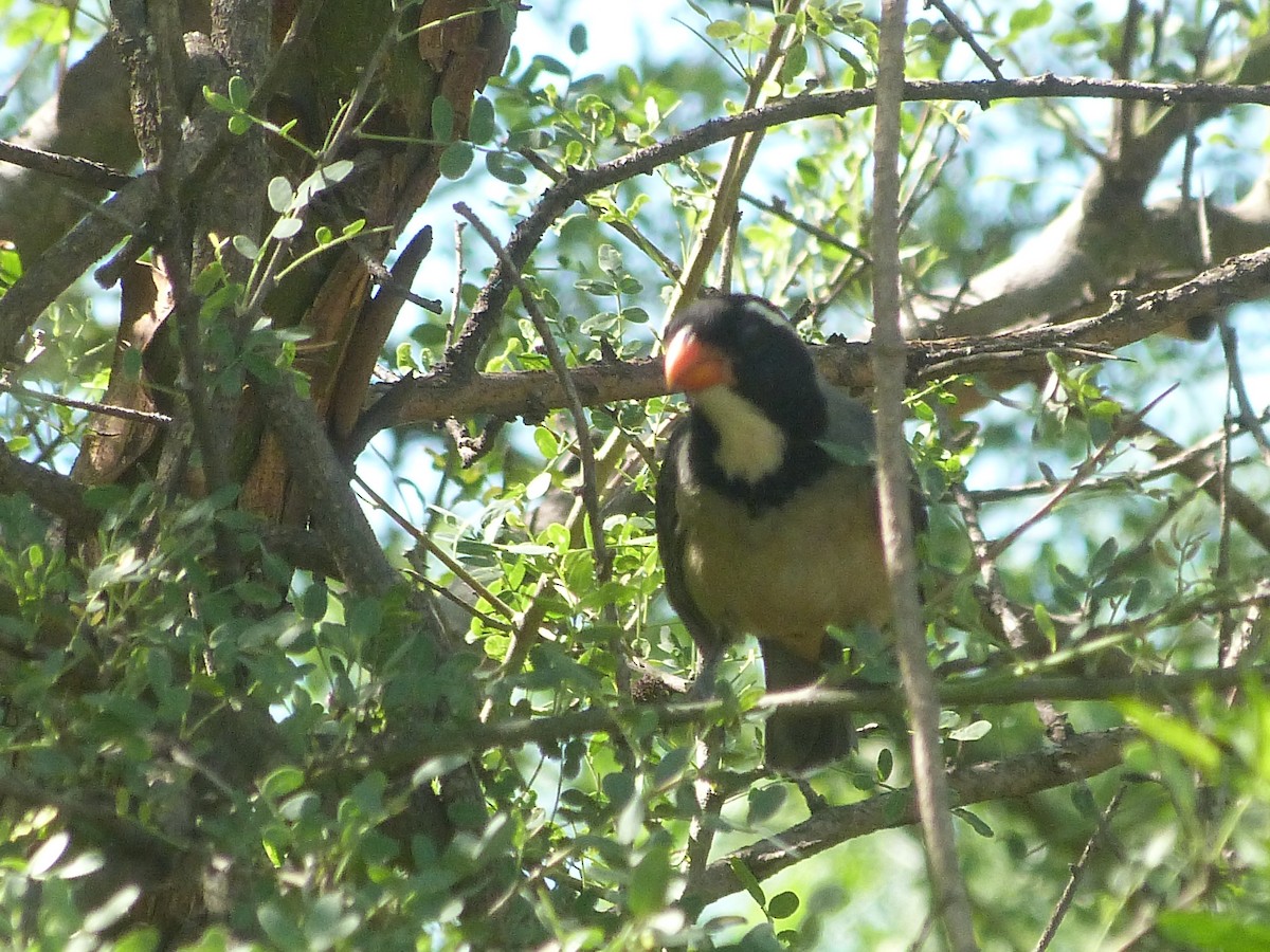 Golden-billed Saltator - Jose Navarro