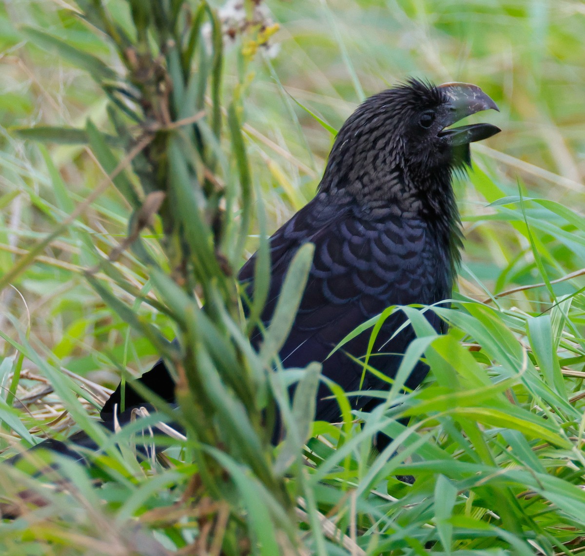 Smooth-billed Ani - ML509910381