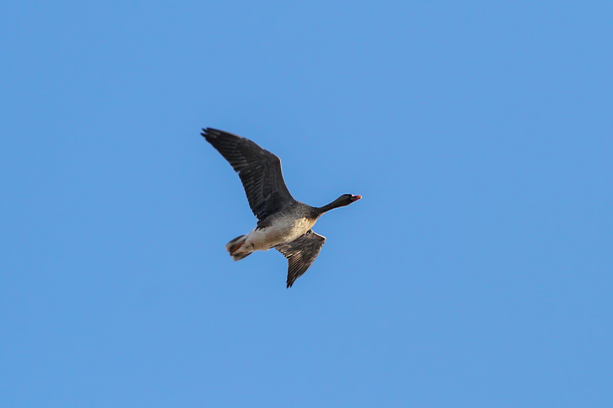 Greater White-fronted Goose - Emrah Kayhan