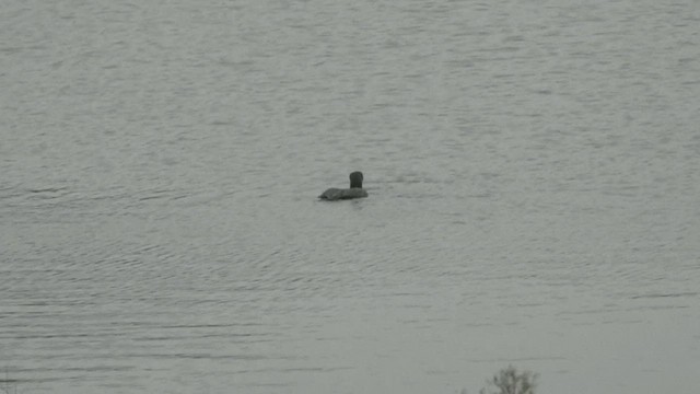 Common Loon - ML509912241