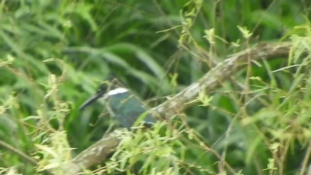 Martin-pêcheur d'Amazonie - ML509912501