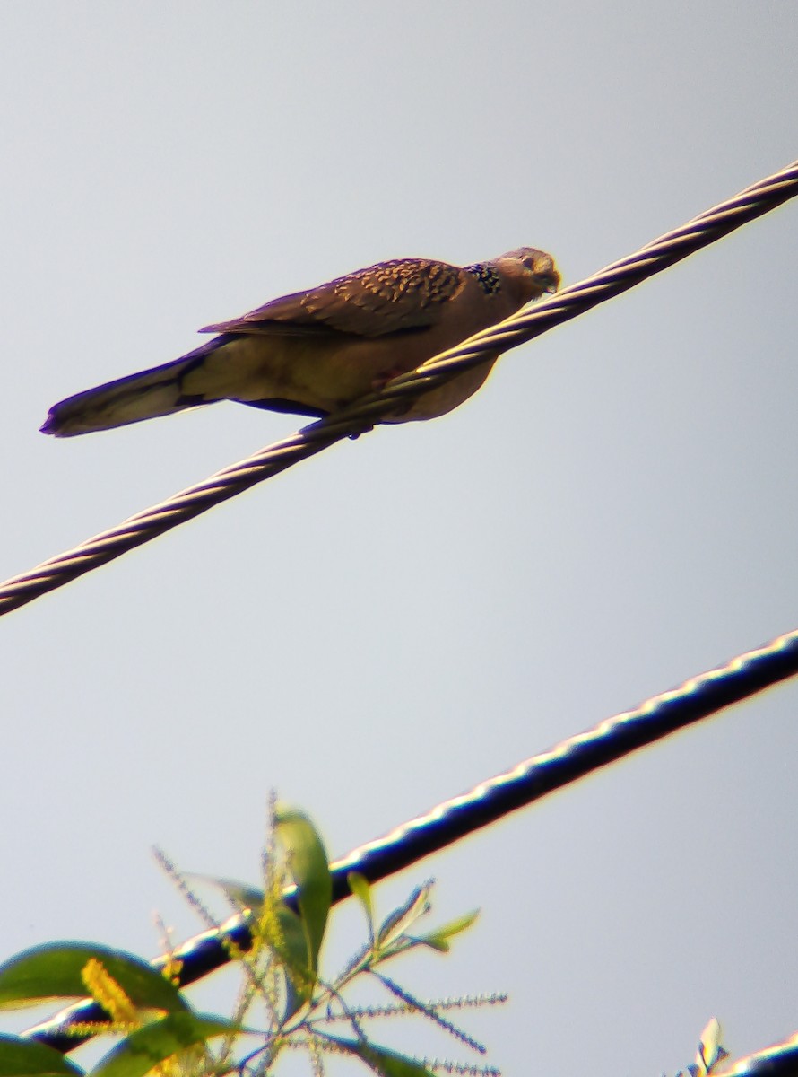 Spotted Dove - ML509913571