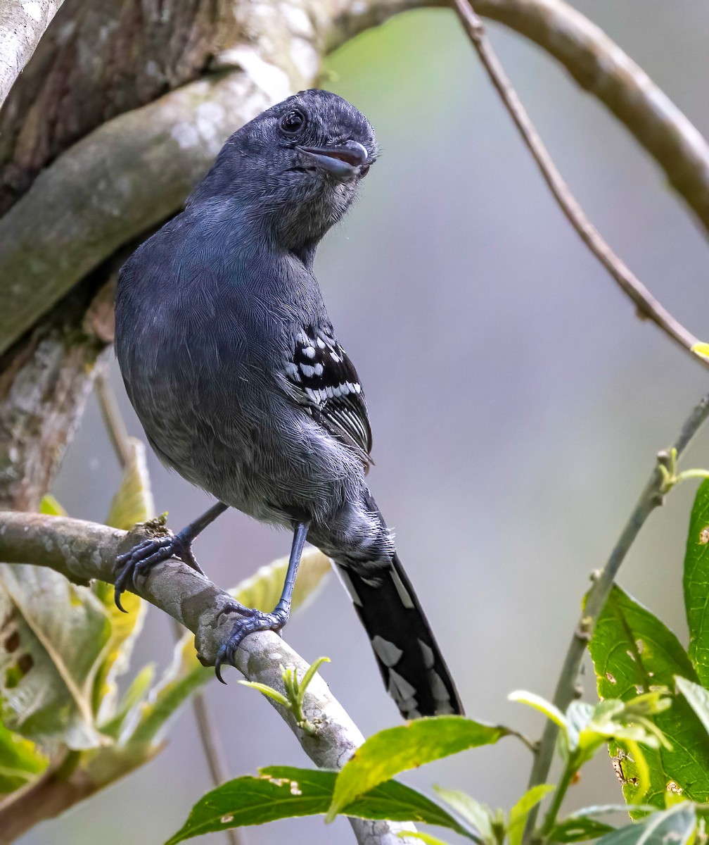 Variable Antshrike - ML509913941