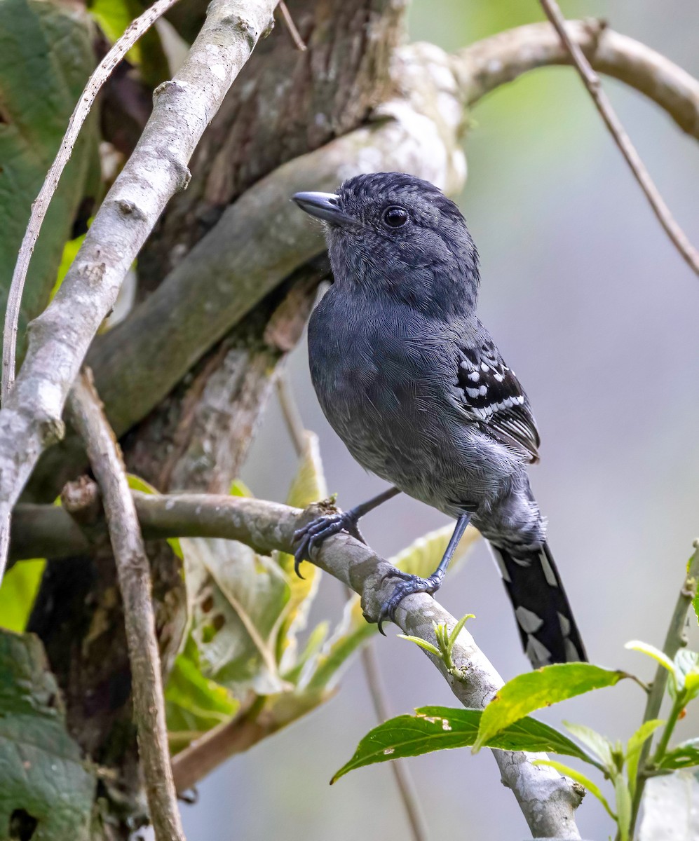 Variable Antshrike - ML509913961