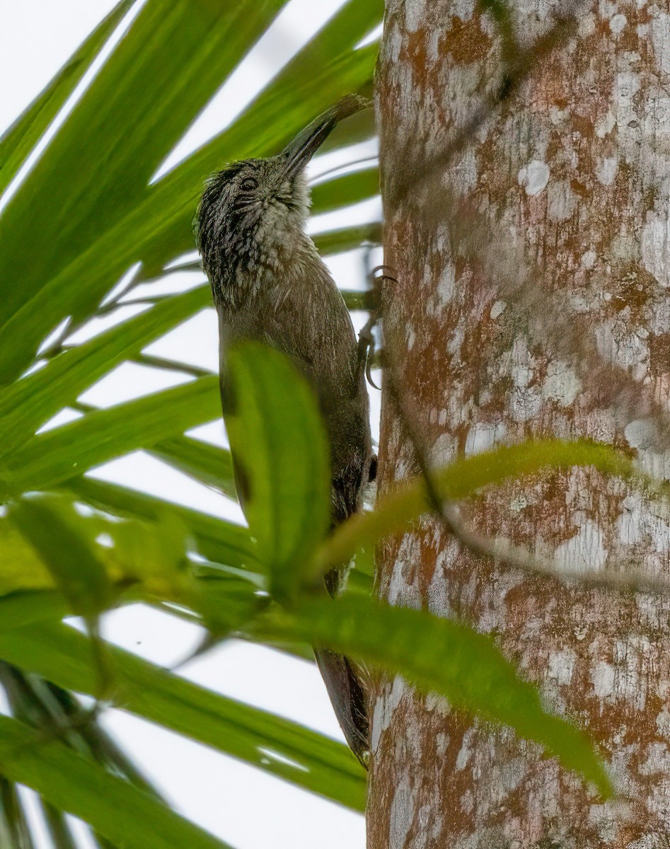 Planalto Woodcreeper - Dan Parliament