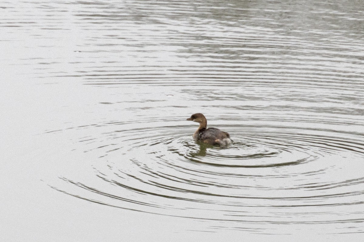 Pied-billed Grebe - Colin Sumrall