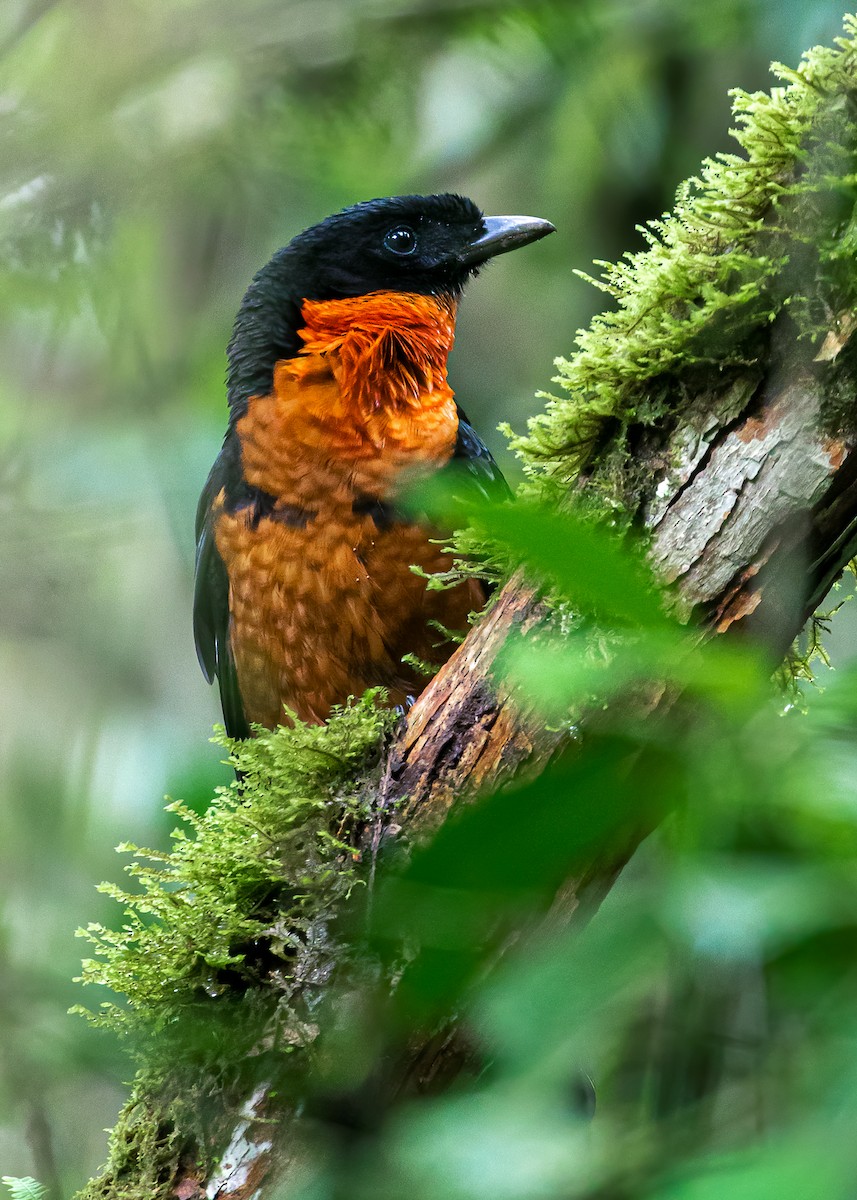 Red-ruffed Fruitcrow - ML509915251