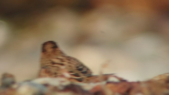 Little Bunting - ML509918731