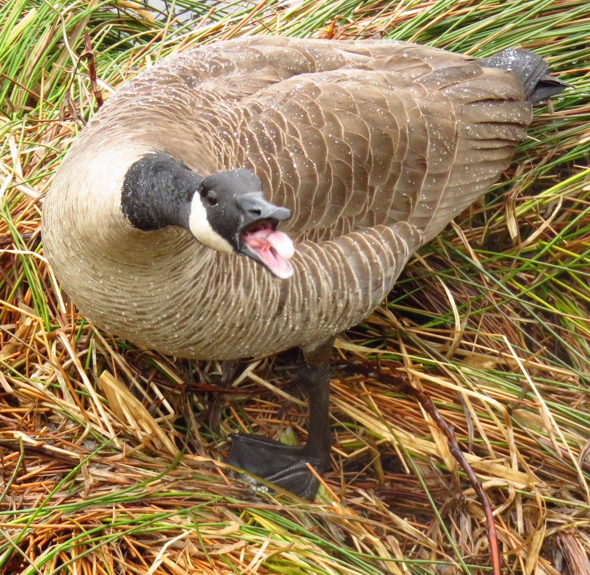 Canada Goose - Dale Floer