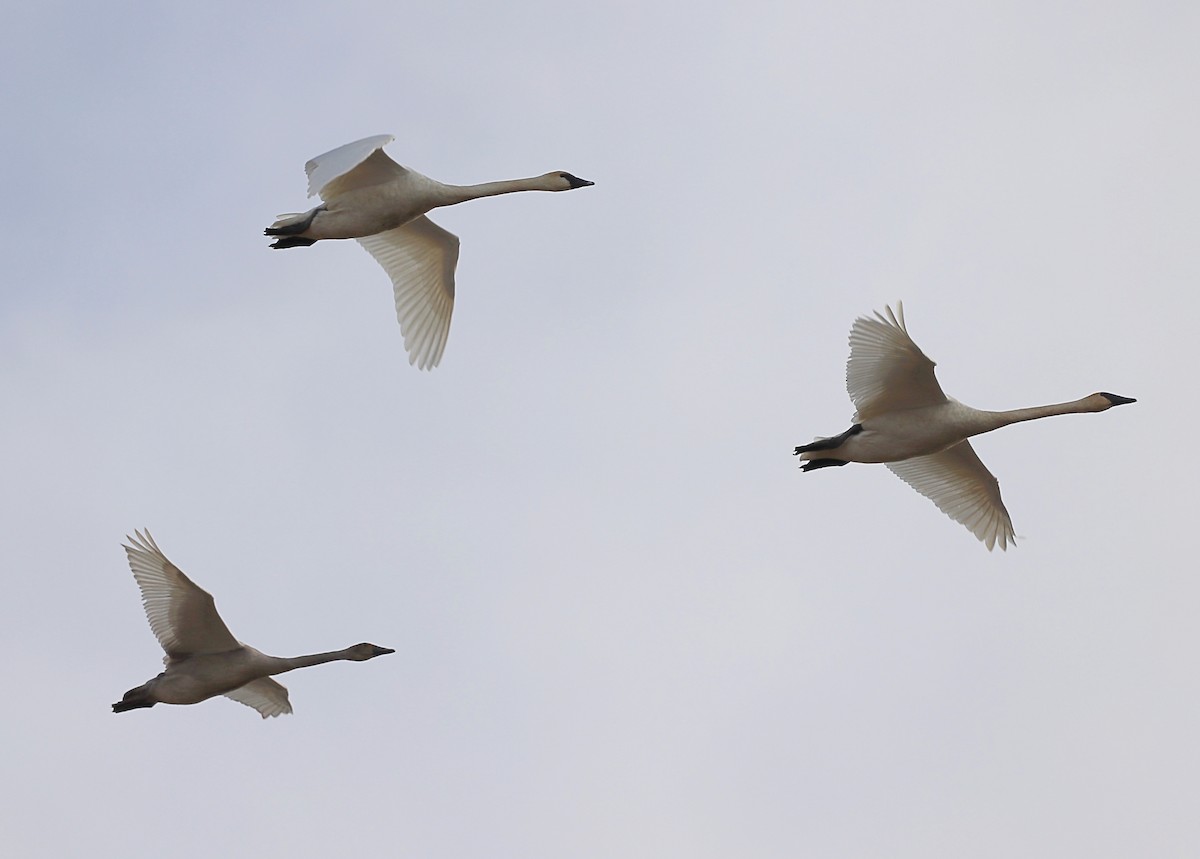 Trumpeter Swan - ML509920811