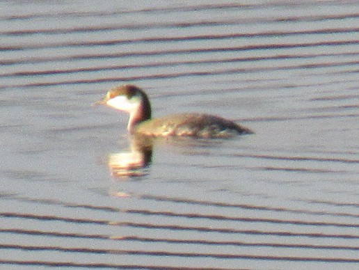 Horned Grebe - LynnErla Beegle