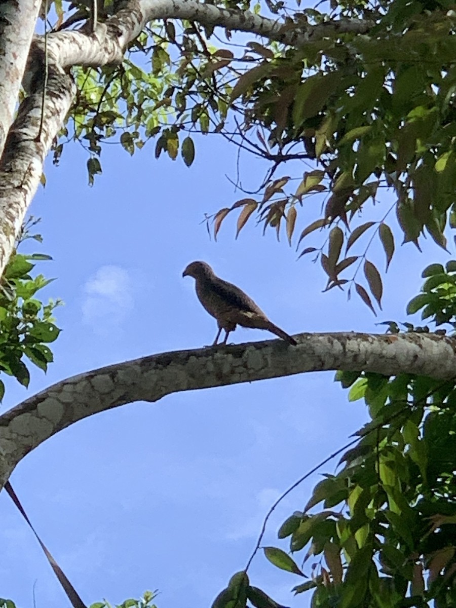 Tiny Hawk - Itzel Fong Gadea