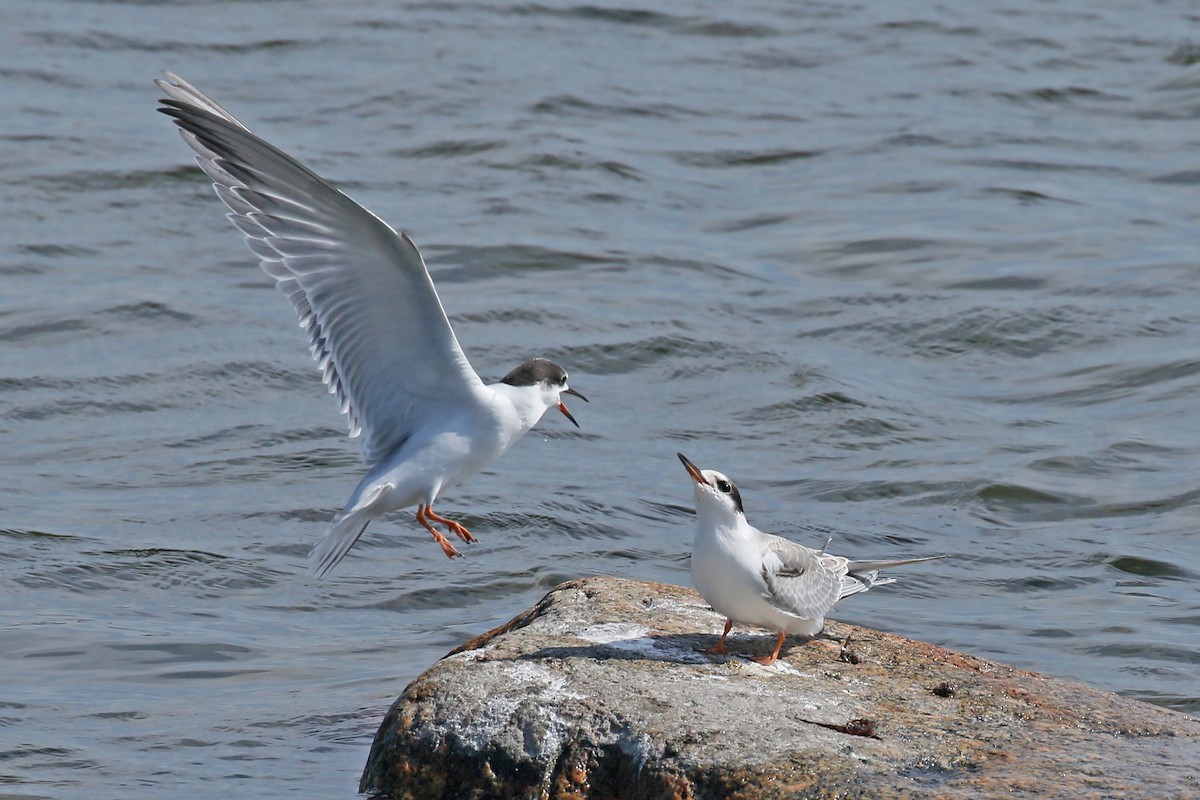 Common Tern - Jan Andersson