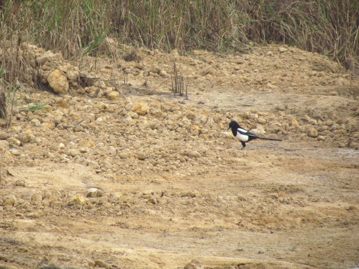 Eurasian Magpie - ML509922201